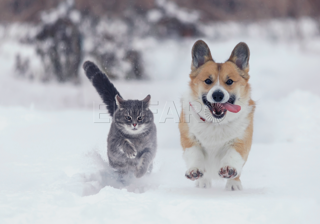 Las enfermedades más comunes en invierno de perros y gatos