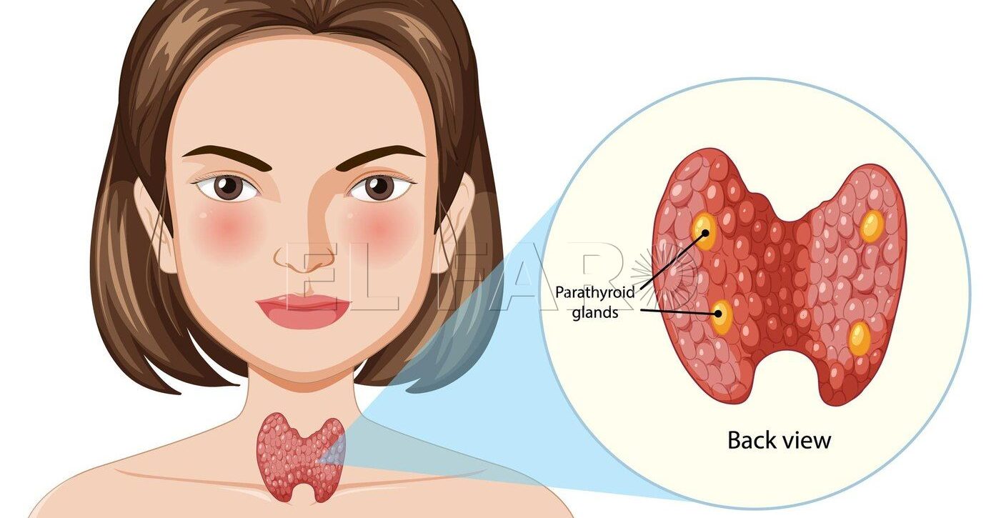 Relación entre la tiroides y la nutrición