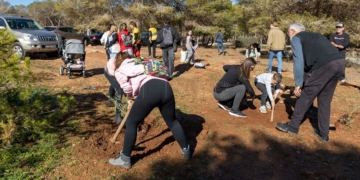 Reforestación en Rostrogordo