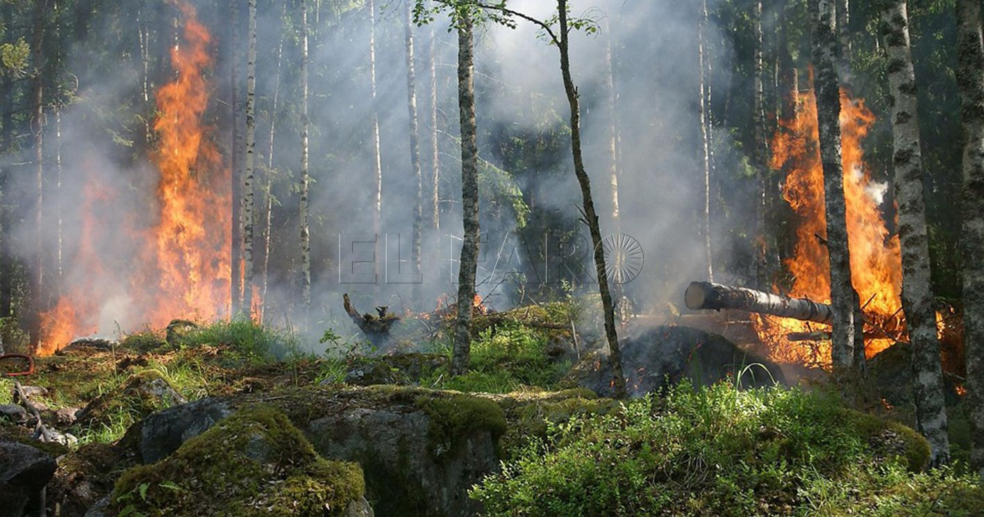 Los incendios y la biomasa forestal