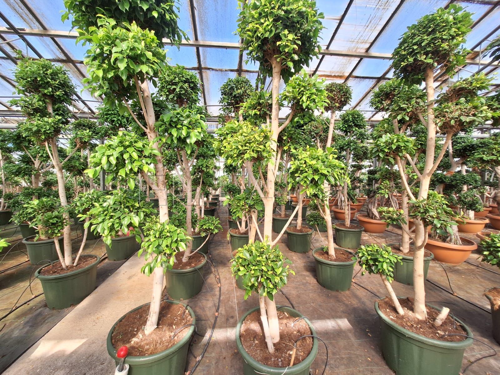 Visita al vivero de Málaga