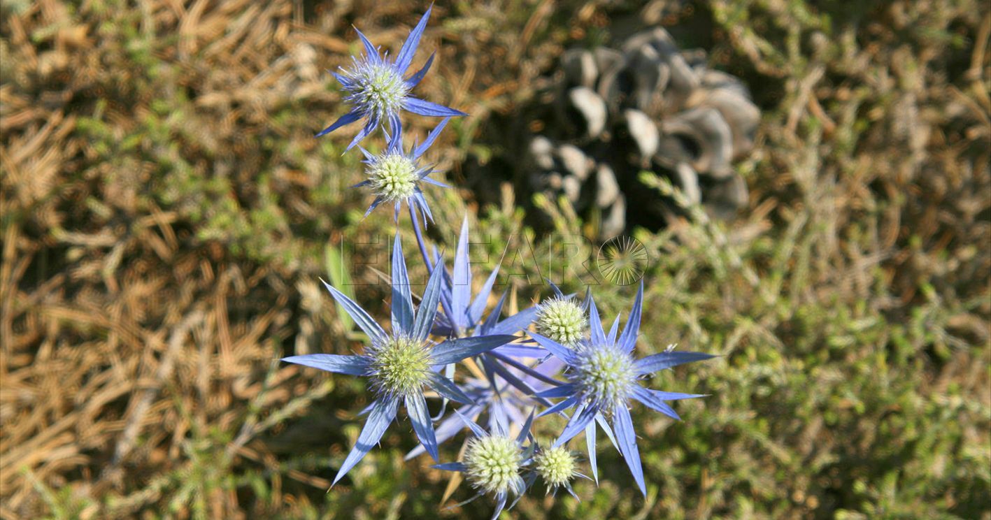 El cardo amatista