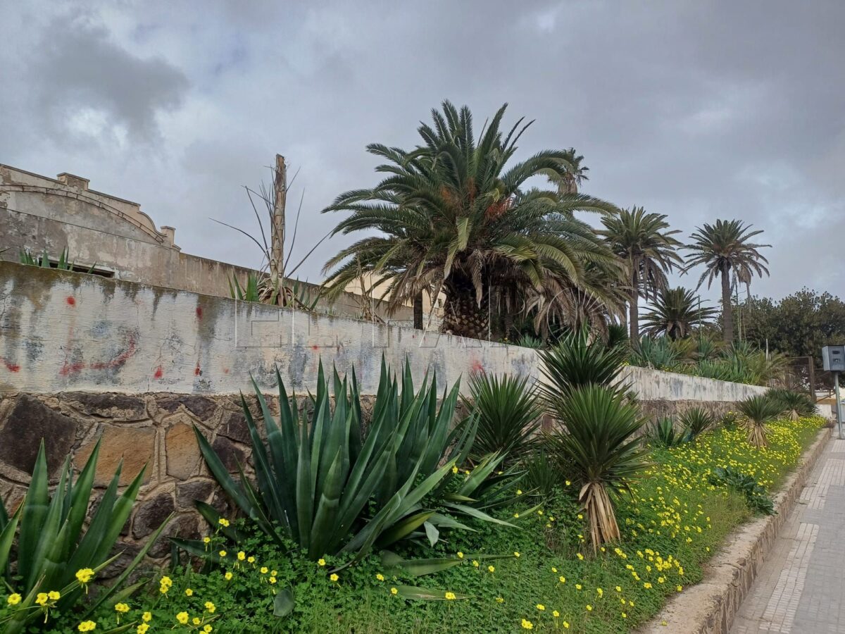 Movimiento en Defensa del Arbolado llama a conservar el arbolado del Cuartel de Santiago