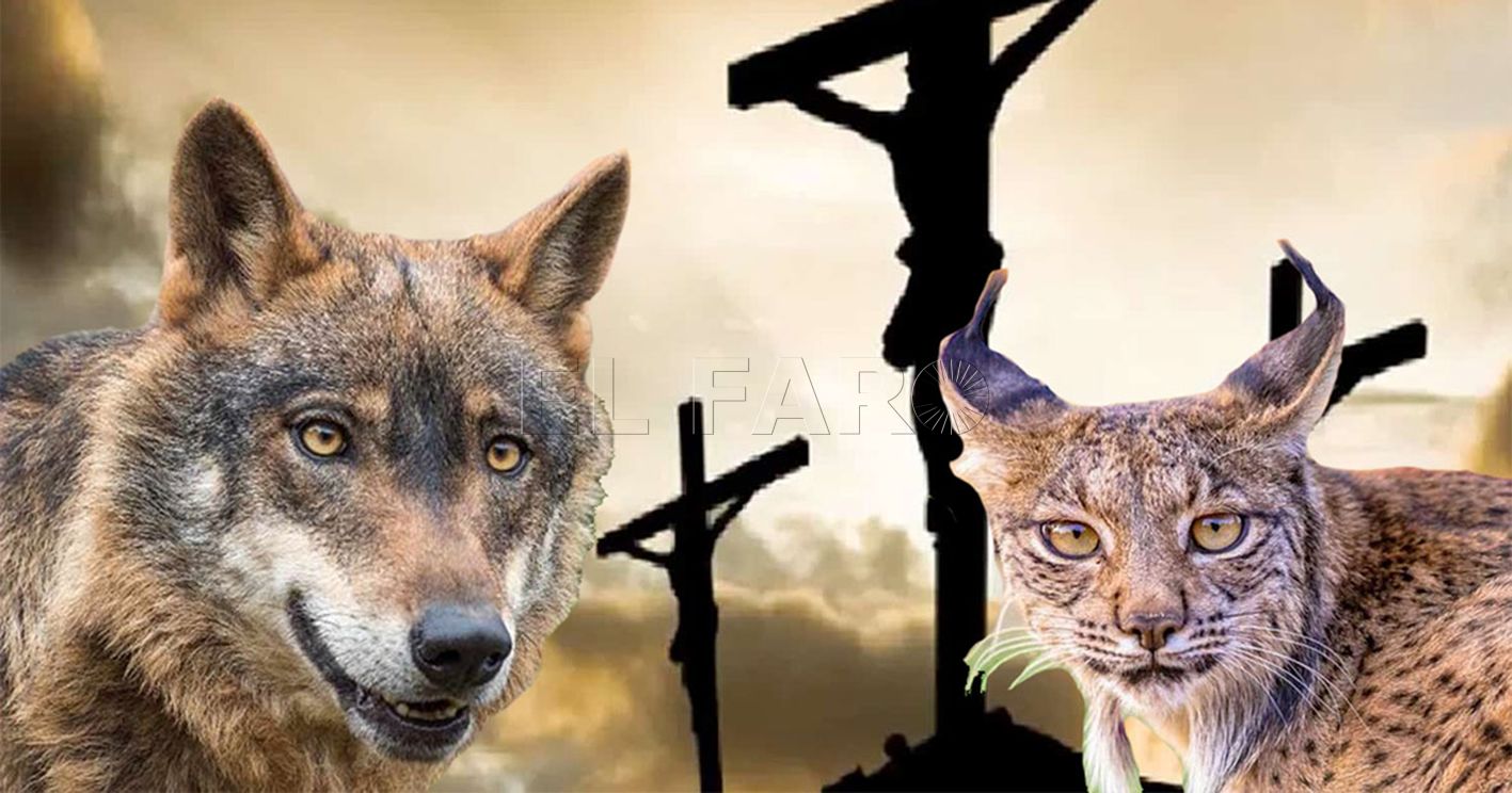 Linces, lobos y la pasión de Cristo