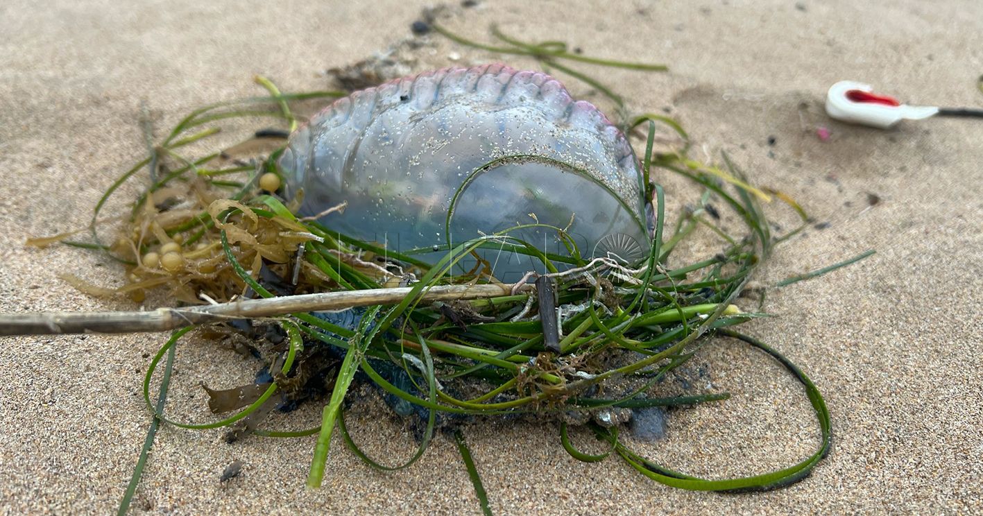 Guelaya alerta de la presencia de carabelas portuguesas en las playas de Melilla