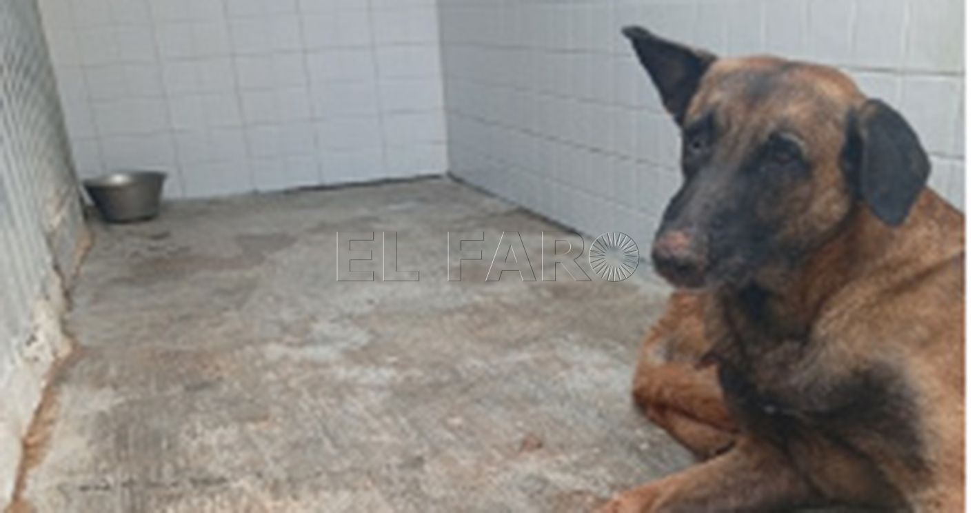 Nuevo caso de rabia en un perro en Melilla