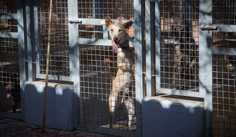 La Protectora de Animales de Melilla organiza una jornada de puertas abiertas