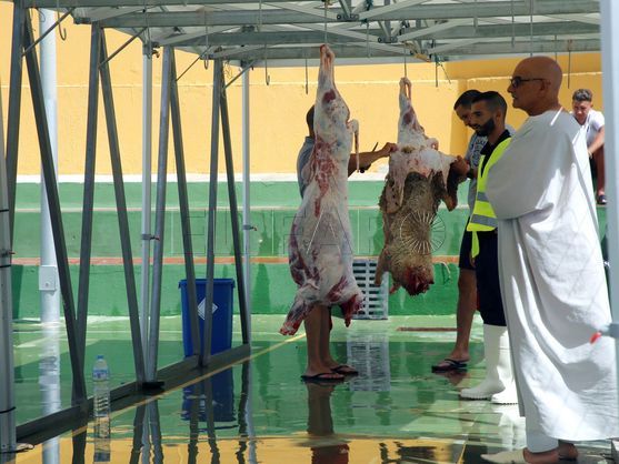 La Comunidad Musulmana de Melilla recomienda no sacrificar corderos este año
