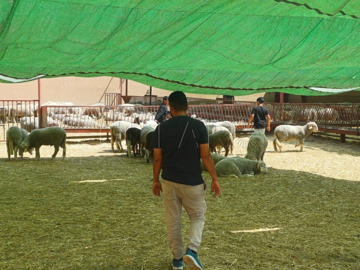 Las ganaderías hablan de buenas ventas de borregos, aunque con menos animales