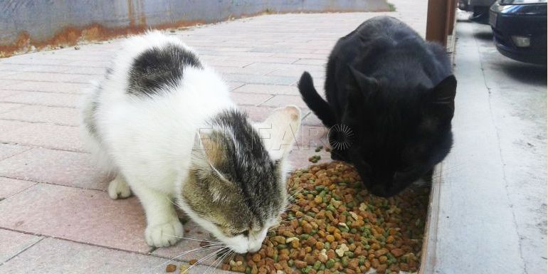 Colaboración ciudadana: El control de las colonias felinas, clave en la lucha contra las plagas