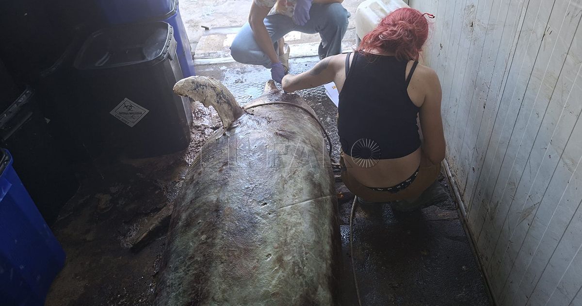 Aparece muerto un delfín en la playa de Horcas Coloradas
