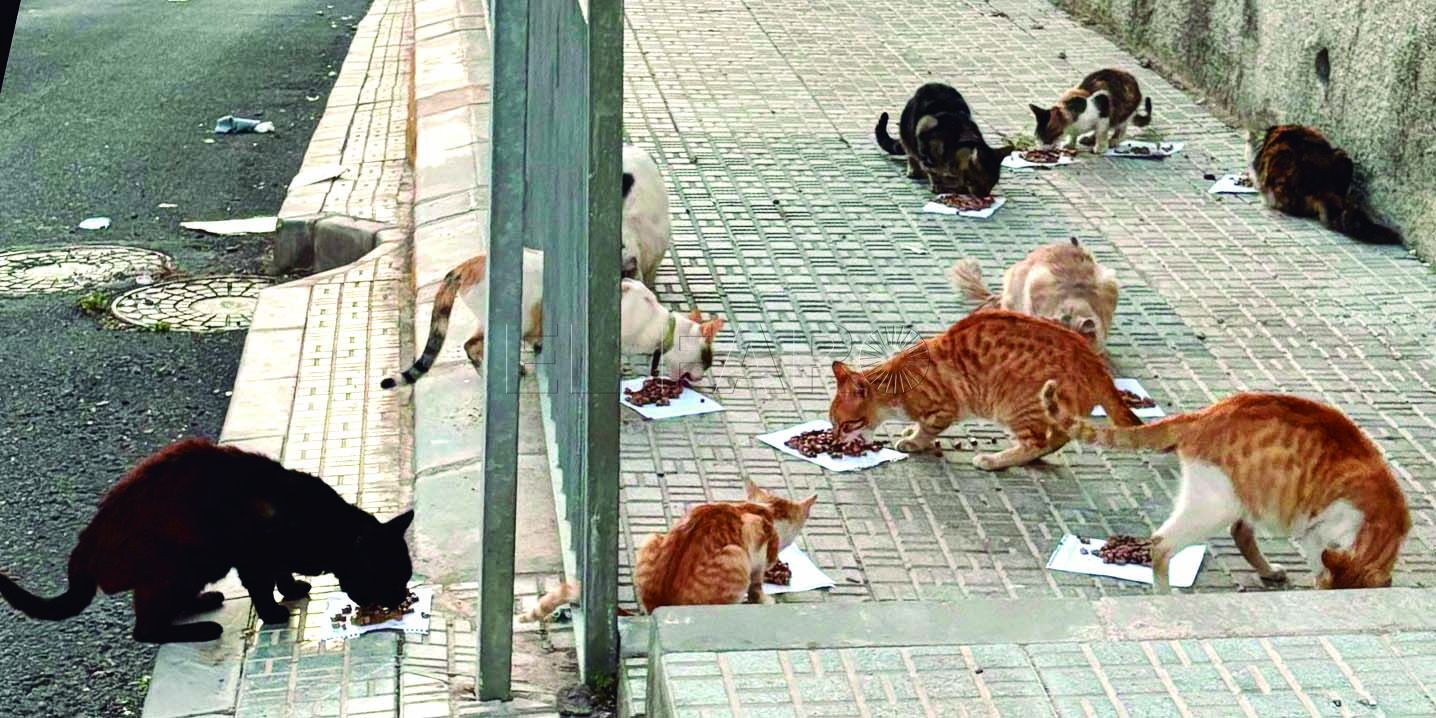 Voluntarias de colonias felinas exigen refugio, atención urgente y financiación