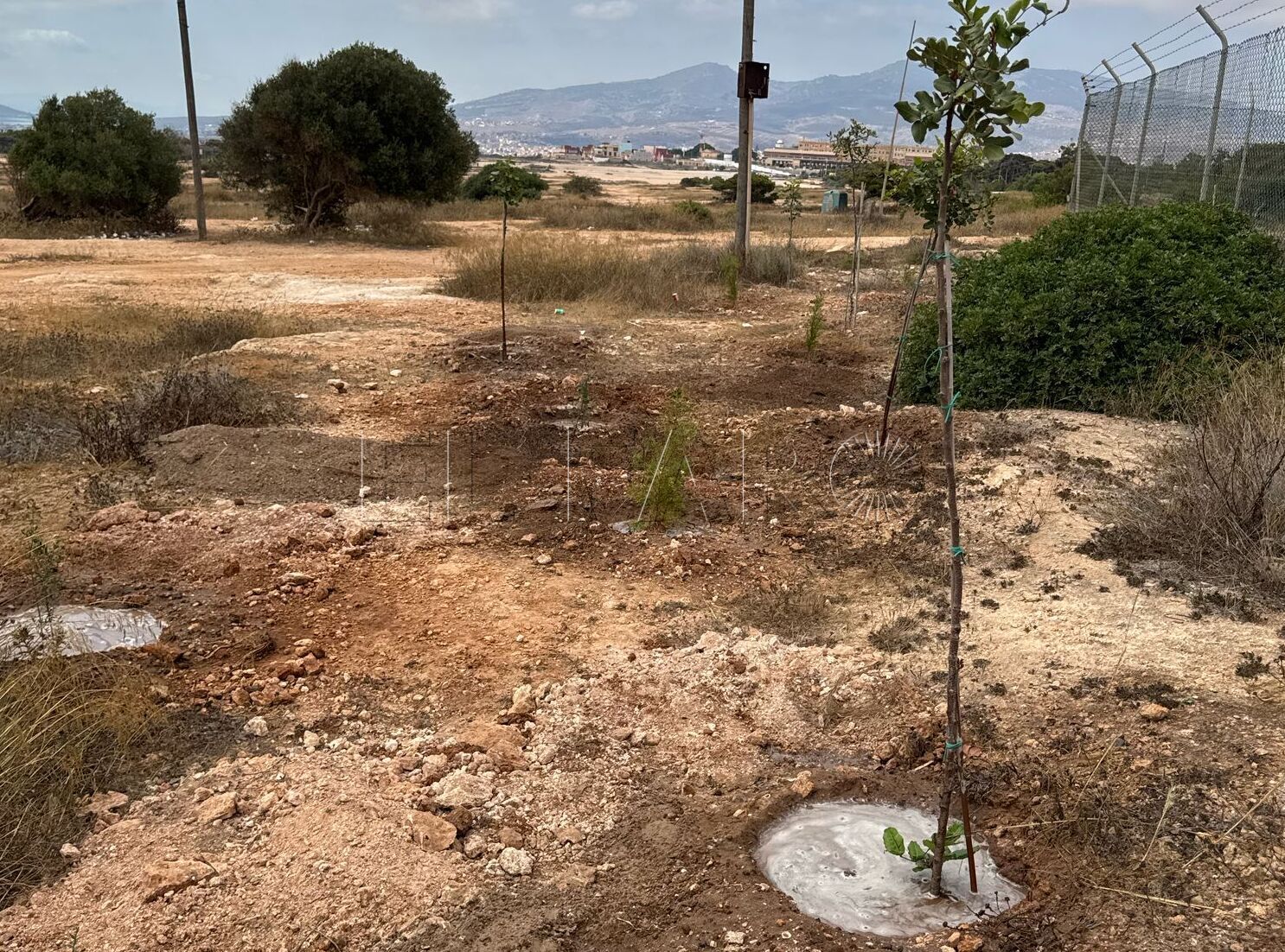 Un bosque en línea recta para conectar la naturaleza en Rostrogordo