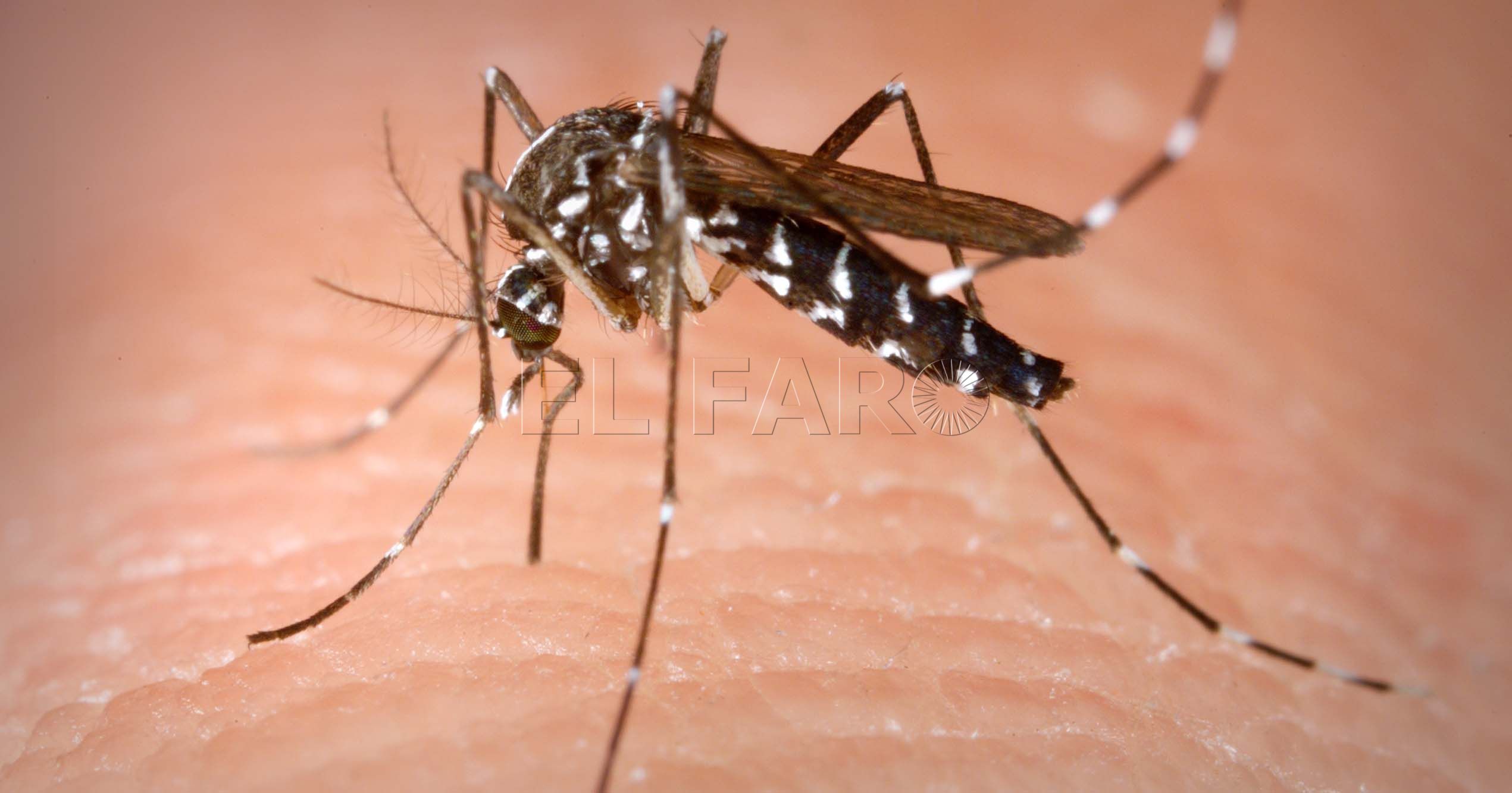 Mosquito tigre