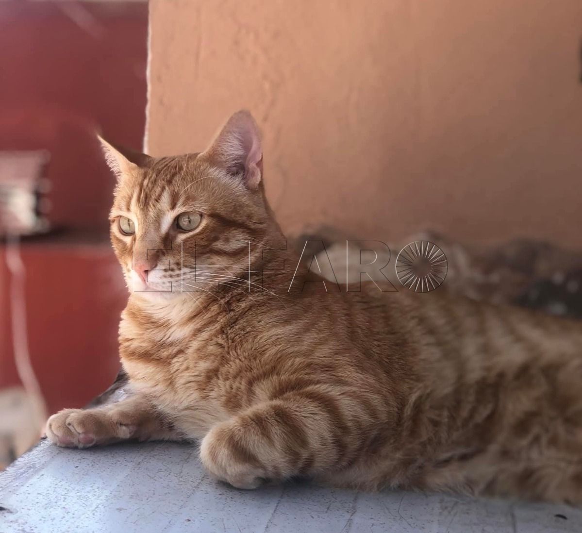 Asociaciones animalistas celebran la decisión judicial de suspender las obras del Parque Lobera
