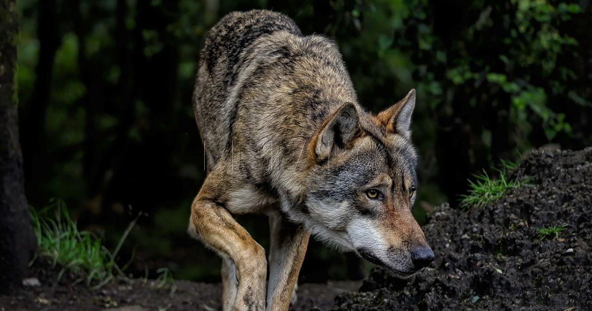 Quince autonomías avisan a la UE de que los informes sobre el lobo no pasaron por la Conferencia Sectorial