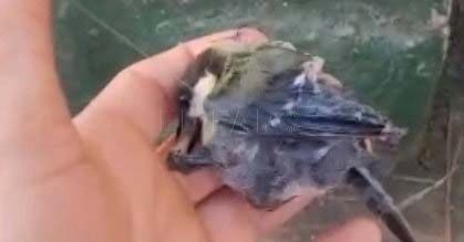 Pajarillos cazados ilegalmente