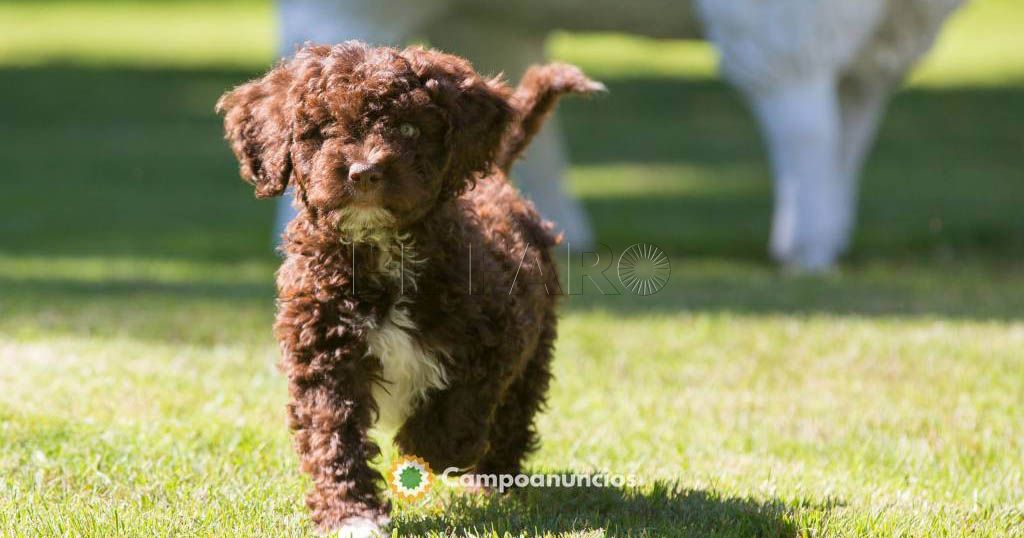 El cementerio de mascotas, más cerca