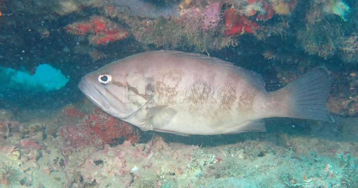 La biodiversidad marina de Melilla bajo la lupa de Inbiomar