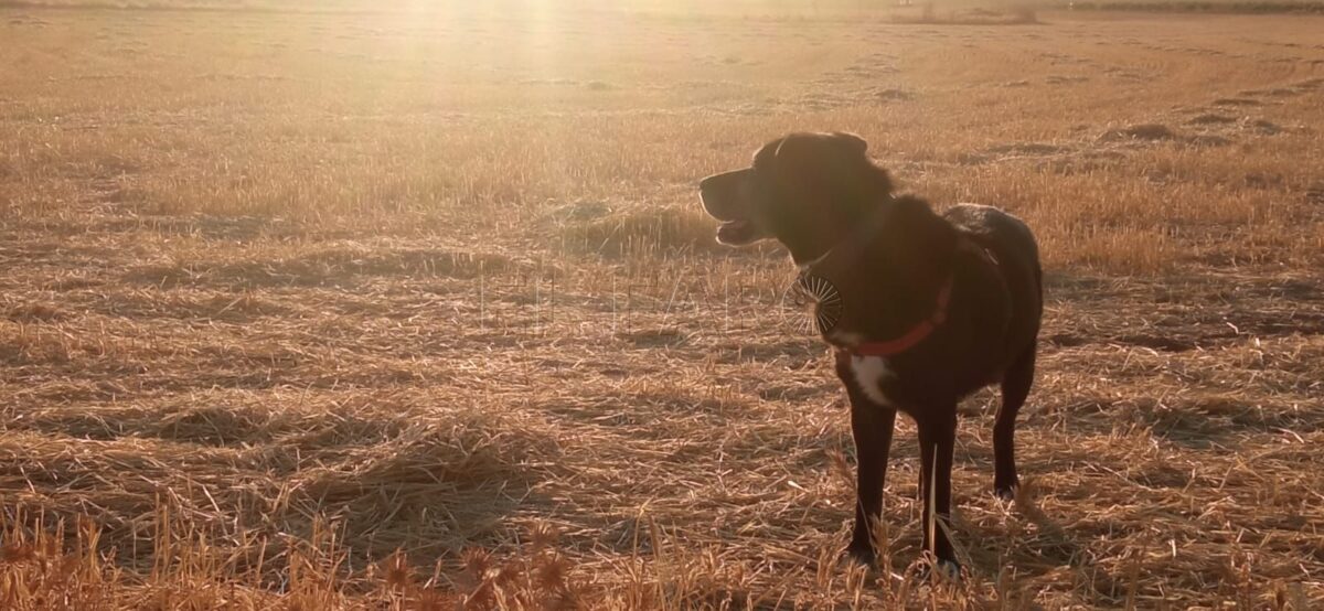Melilla contará con un cementerio de mascotas en 2026
