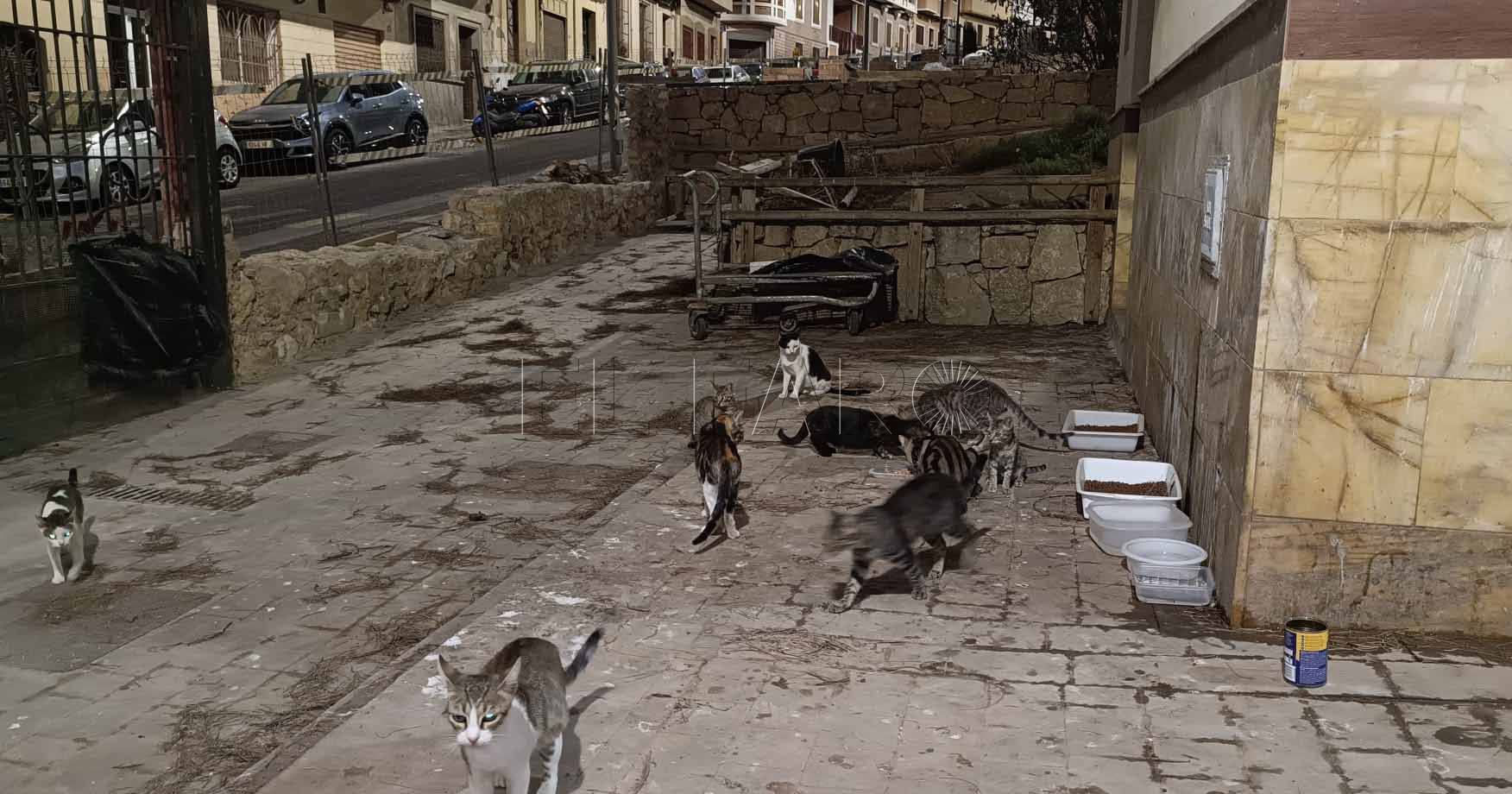 Gatos del Parque Lobera