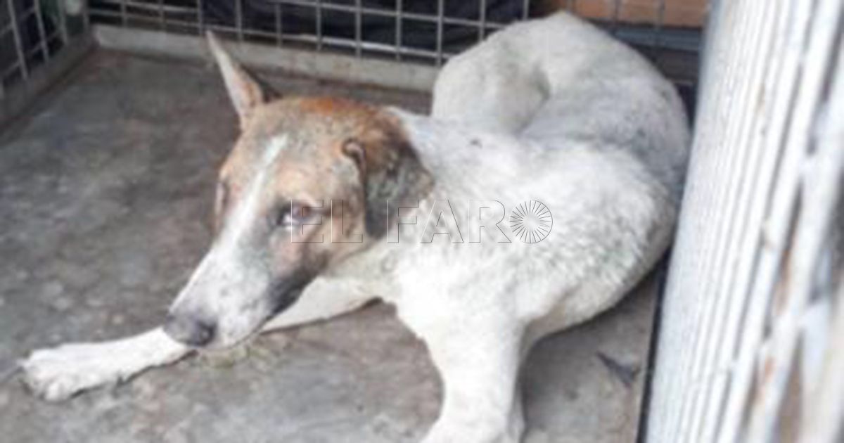 Nuevo caso de rabia en un perro en Melilla