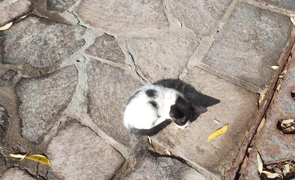 La Plataforma Ninkhursag defiende a la cuidadora de la colonia felina del Parque Lobera