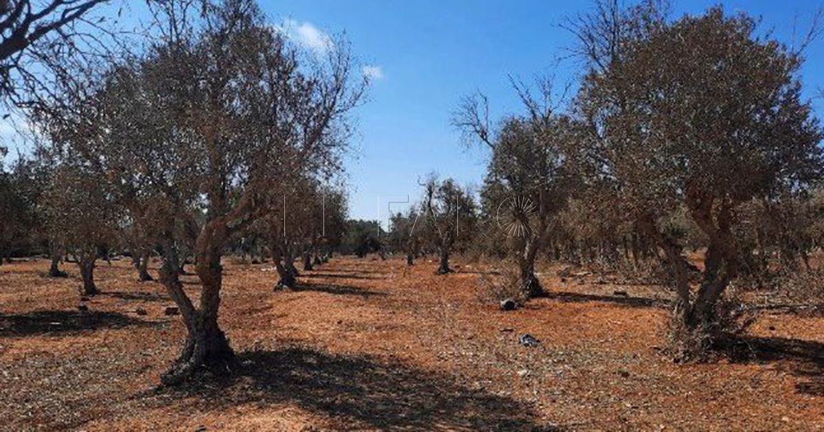 La Ciudad prepara el anteproyecto de recuperación de los terrenos de la finca de Villa Pilar