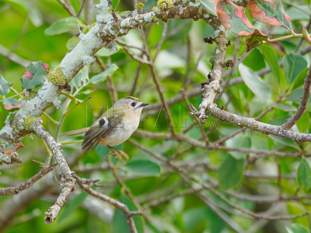 Detectan por primera vez en Melilla al reyezuelo sencillo, un ave forestal del norte de Europa