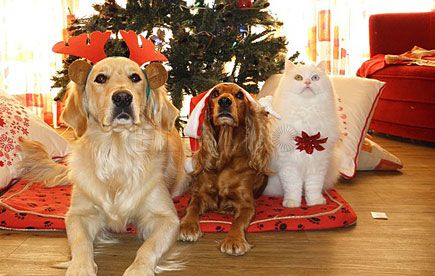 La Protectora de Animales se dispone a celebrar las Navidades por todo lo alto