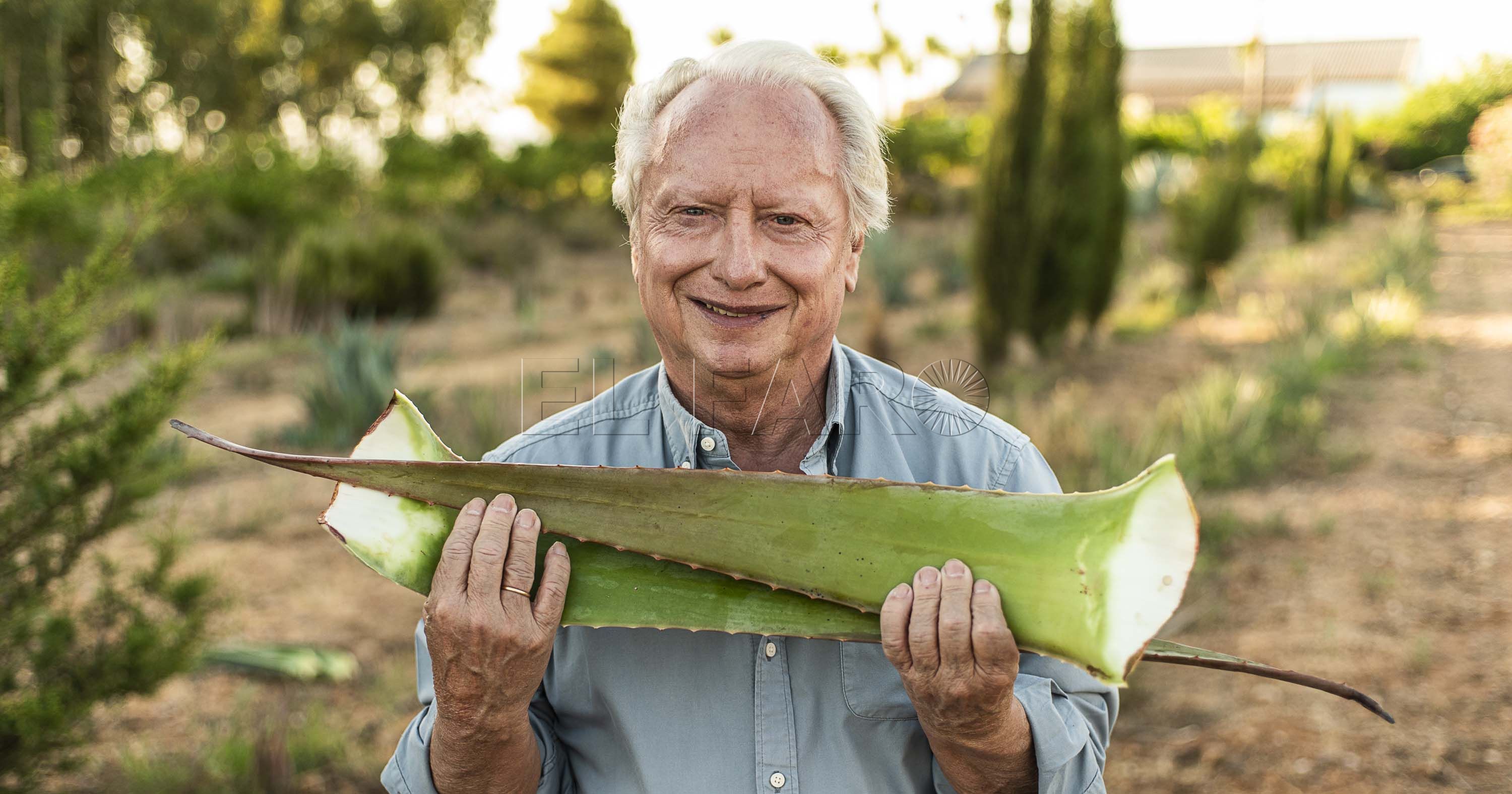 Cultivador de aloe vera