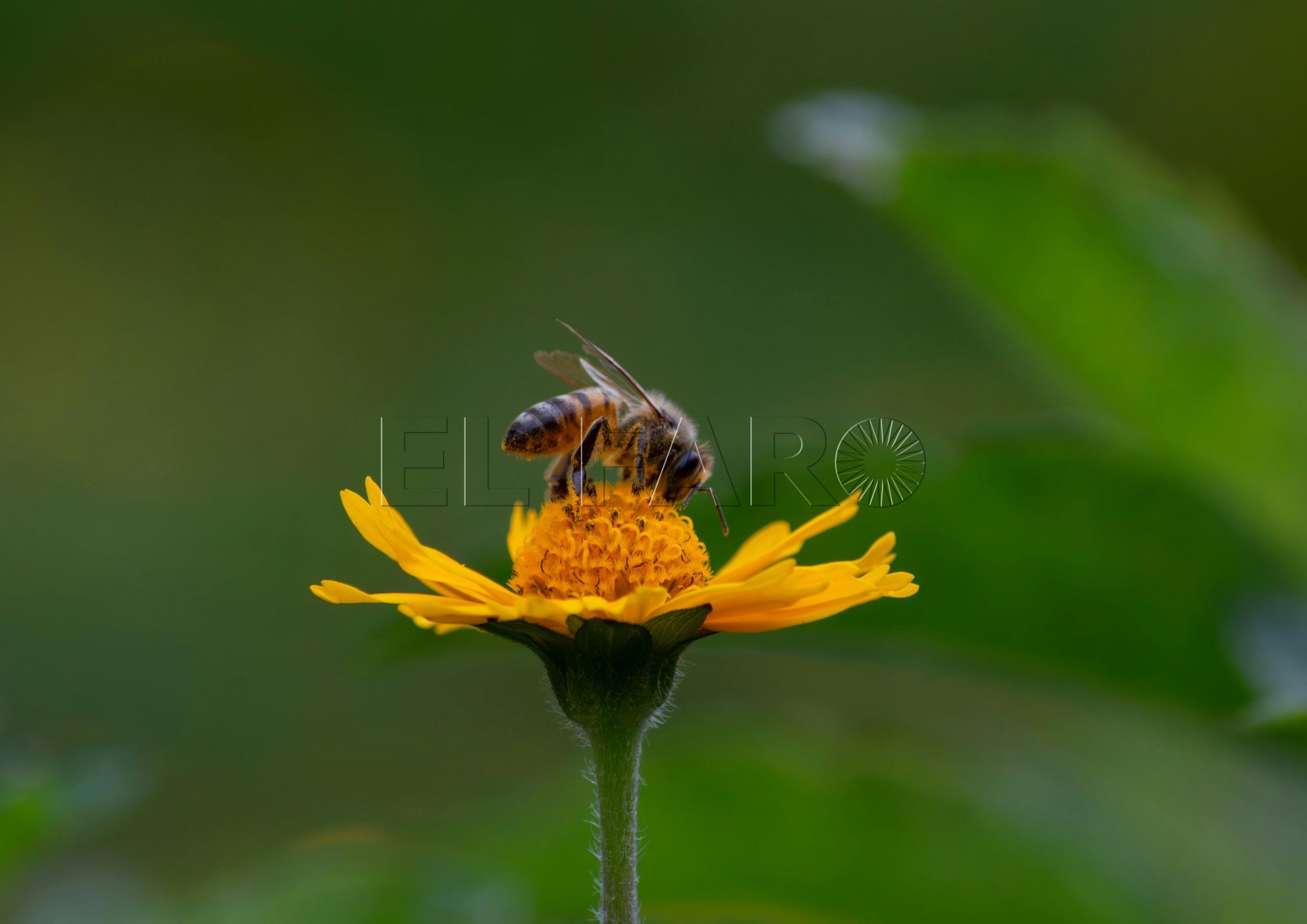 La primavera empeora los síntomas de la alergia estacional (cedida)