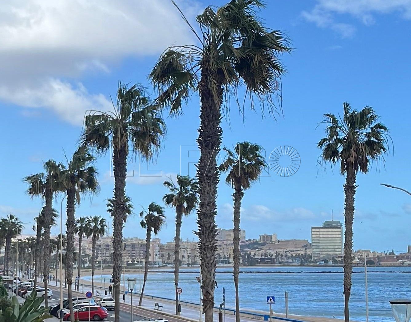 CpM advierte sobre la seguridad de las palmeras del Paseo Marítimo de Melilla