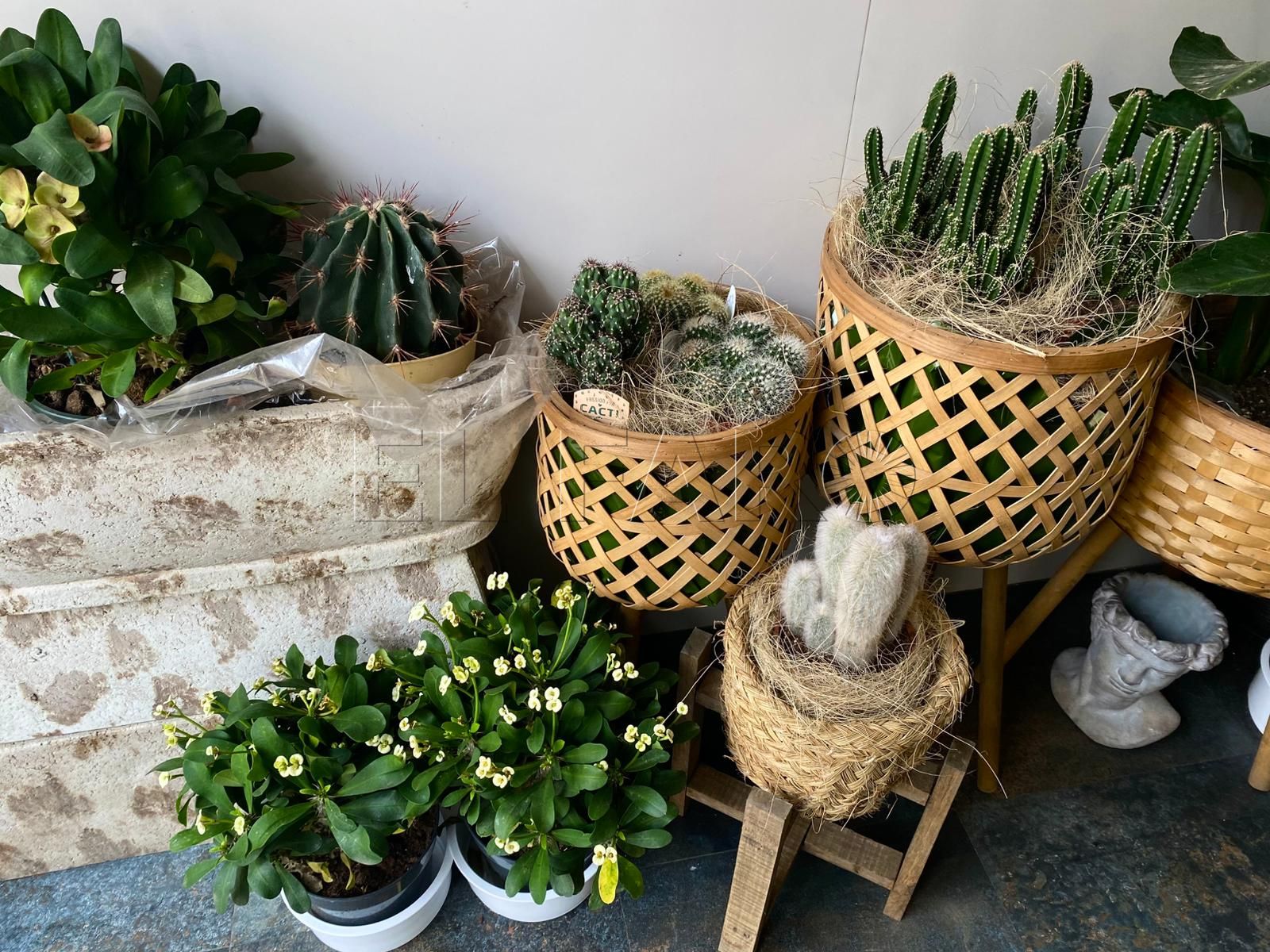 Mercado de las flores: cómo llegan a las floristerías, cuáles triunfan y qué trucos sirven para conservarlas