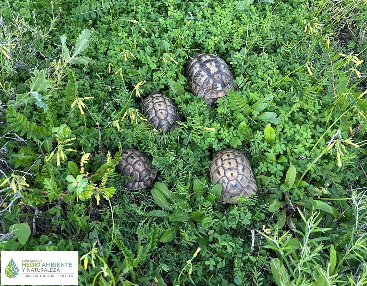 Se han liberado varios ejemplares de tortuga que han sido desparasitadas.