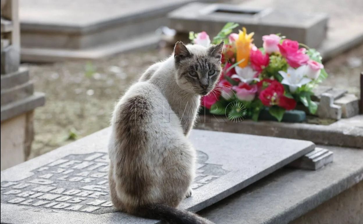 Denuncian la desaparición de gatos en el cementerio