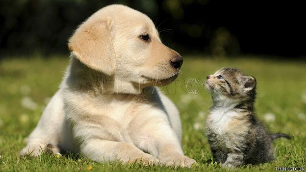 Las mascotas tendrán un espacio para ser velados.