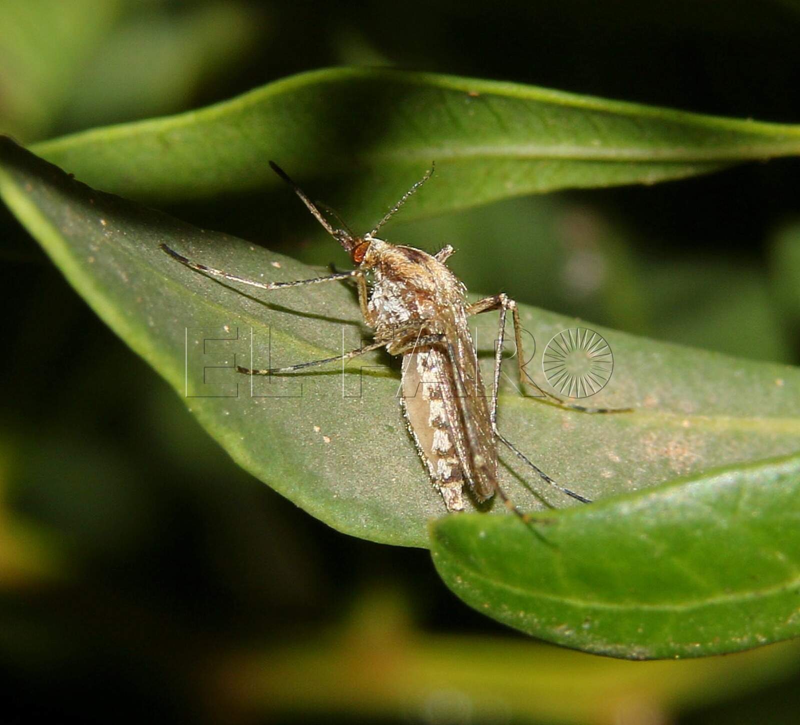El mosquito común es la especie autóctona de Melilla (cedida)
