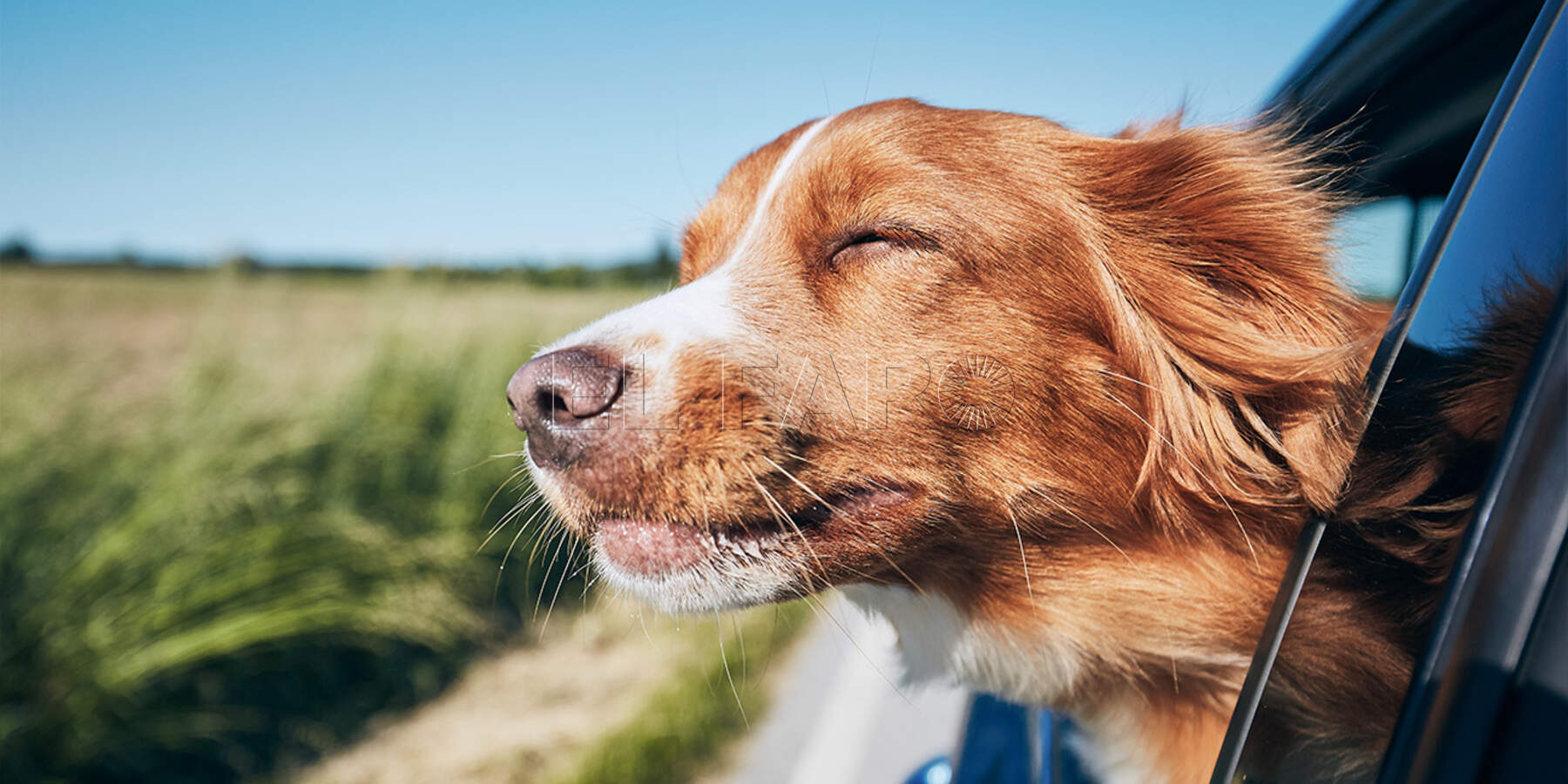 Qué pasos seguir para viajar con tu mascota en coche, barco o avión durante el verano (Internet)
