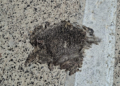 Guelaya denuncia nuevos atropellos de fauna en la carretera de circunvalación junto a la ZEC del Nano