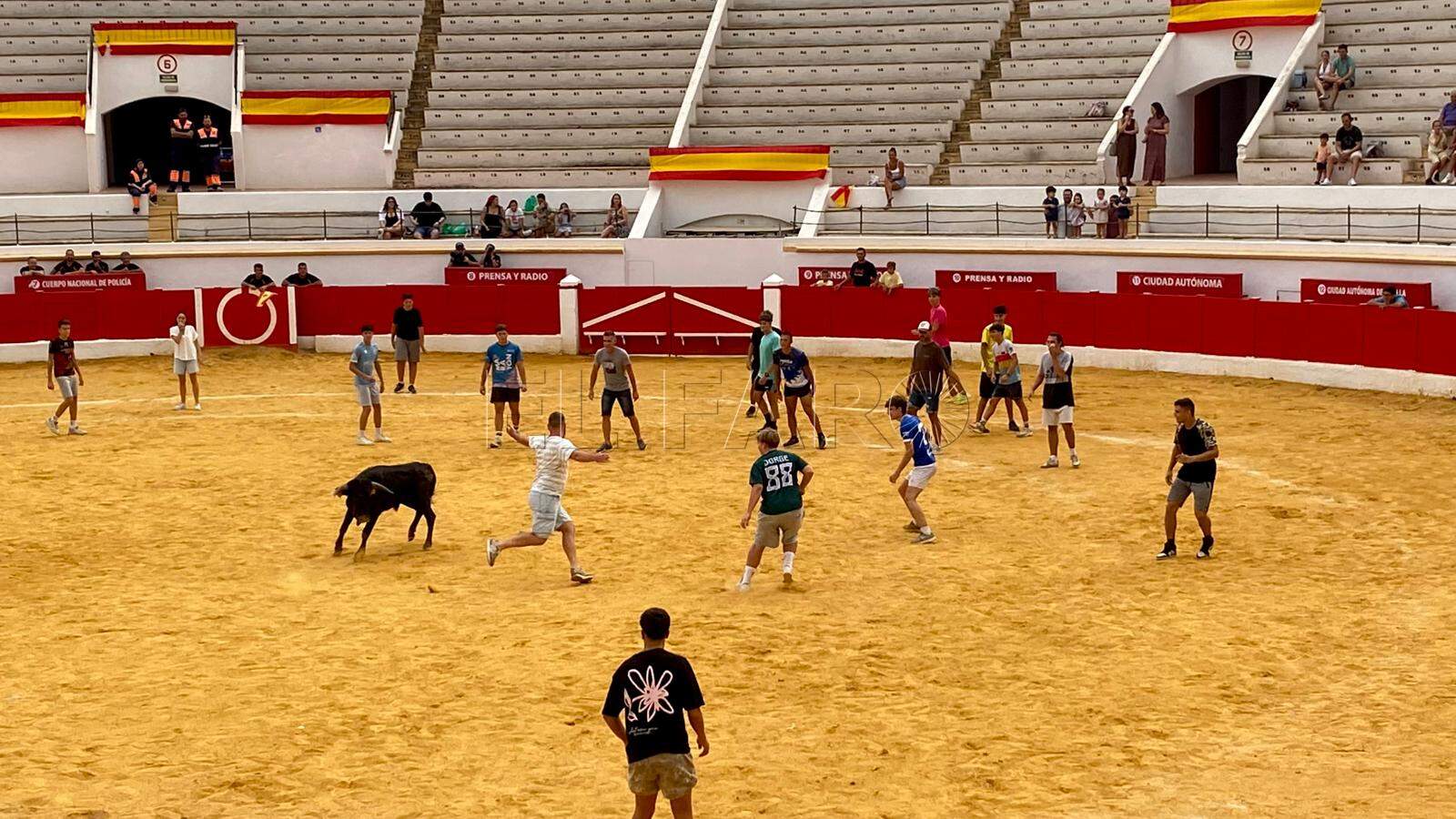 Suelta de vacas en la 'Mezquita del Toreo'