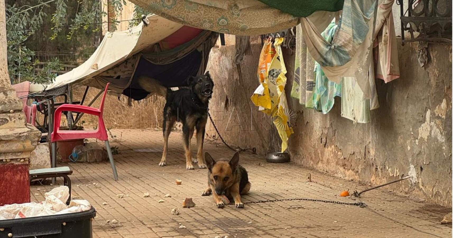 Rescatados dos perros en extrema vulnerabilidad en una conocida finca local