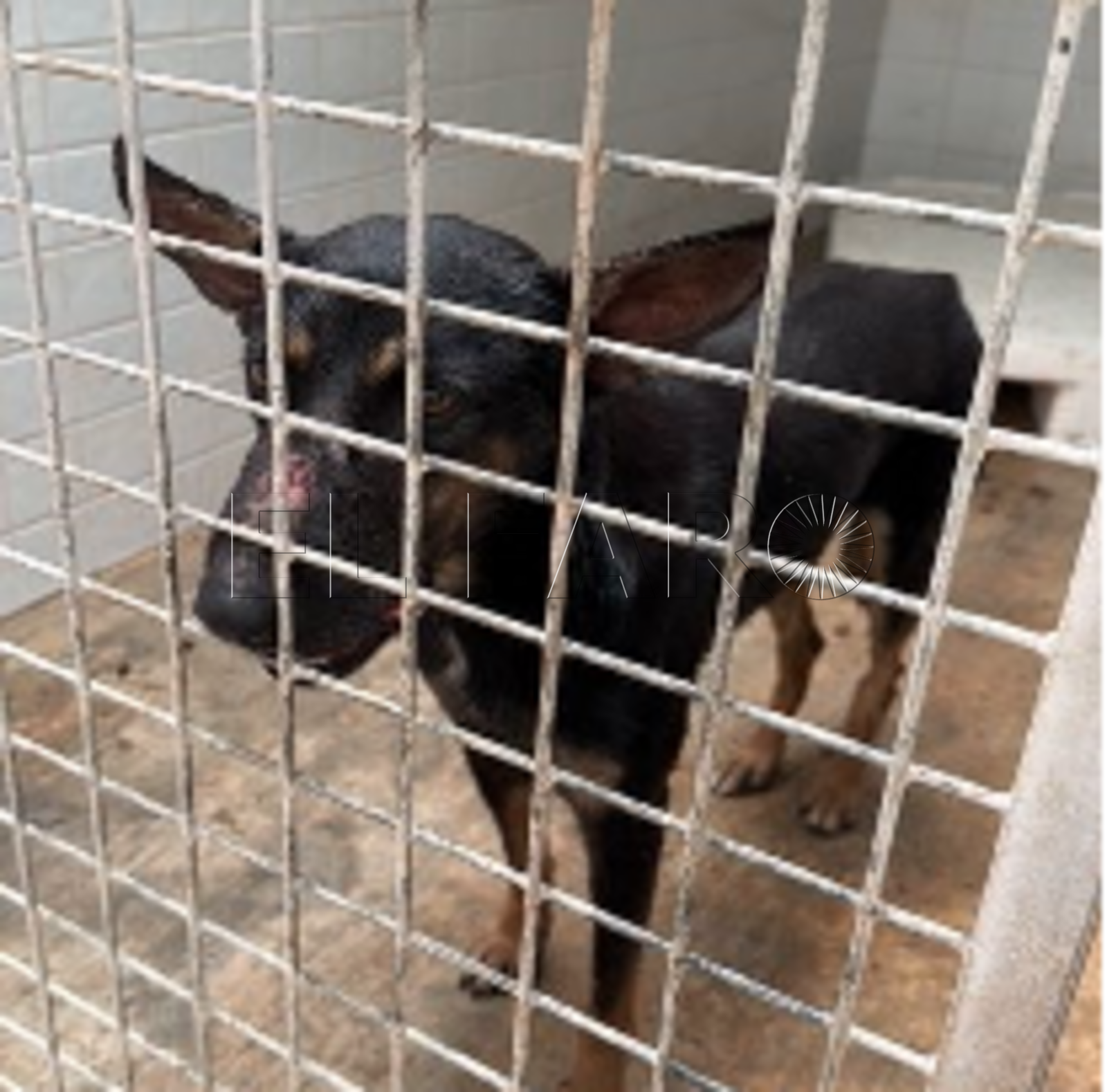 Nuevo caso de rabia en un perro procedente de Marruecos
