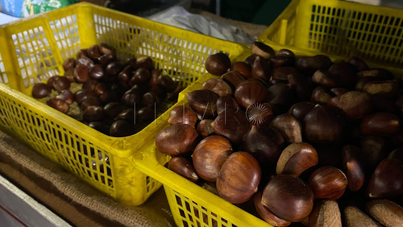 El aroma del otoño vuelve a las calles: historia, tradición y el oficio de los castañeros en Melilla