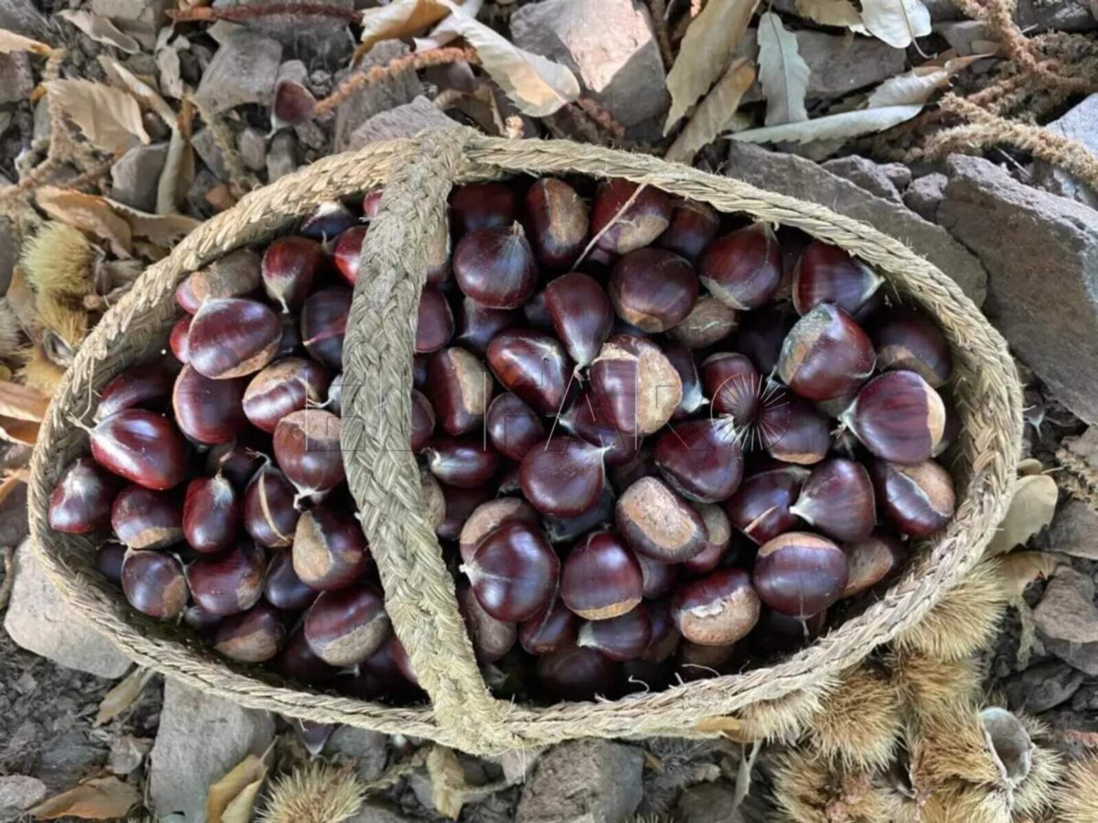 Cómo adaptar la alimentación a la llegada del otoño