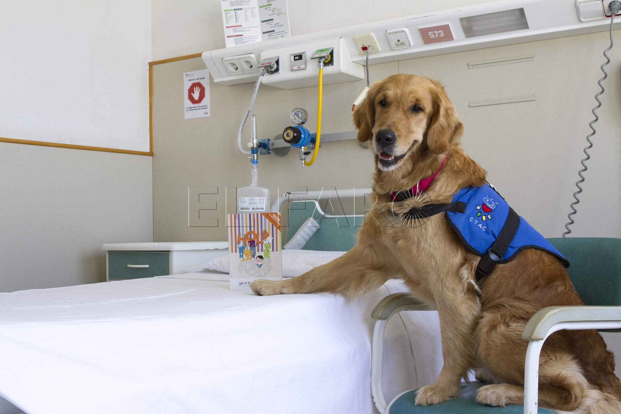 Guía práctica sobre Intervenciones Asistidas con Animales: qué son y cómo nos ayudan
